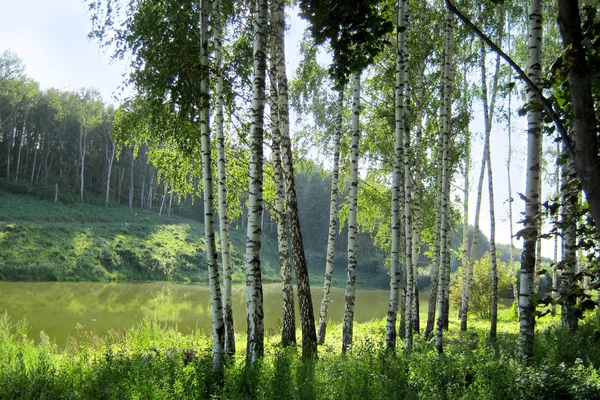 Jovens Bétulas Margem Lago Floresta Verão Claro — Fotografia de Stock