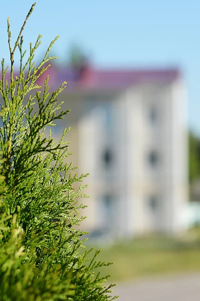 A branch of green fir in the background of a three-story buildin