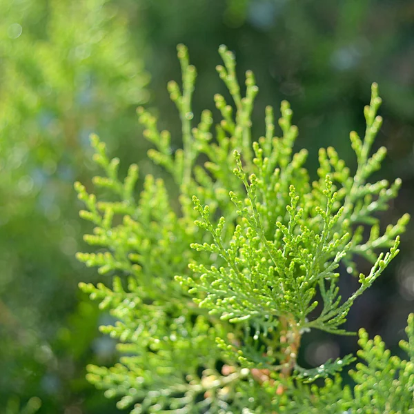 Güneşin arka plan olarak bir yeşil dal dal