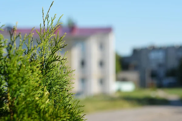 Branch Green Fir Background Three Story Buildin — Stock Photo, Image