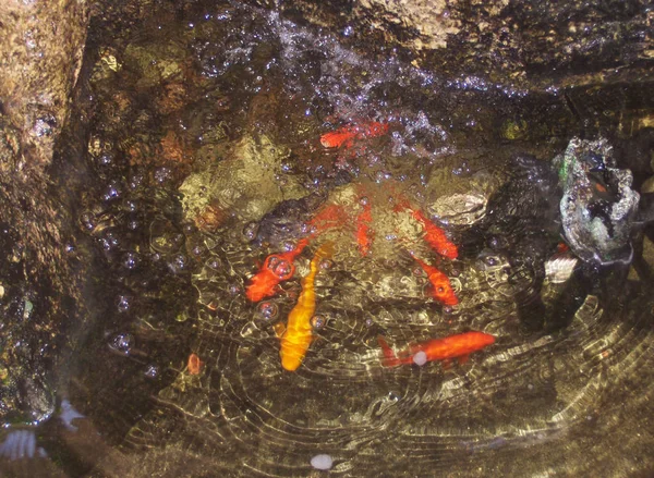 背景としてカラフルな石の中で澄んだ水の中の小さな魚 — ストック写真