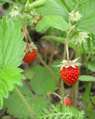 Yeşil yaprakları ile çevrili bir kesim üzerinde yabani çilek Red berry