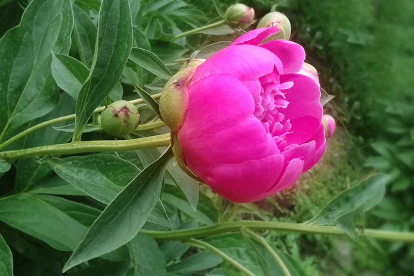 Flor Una Peonía Rosa Sobre Bañoflor Una Peonía Rosa Sobre — Foto de Stock