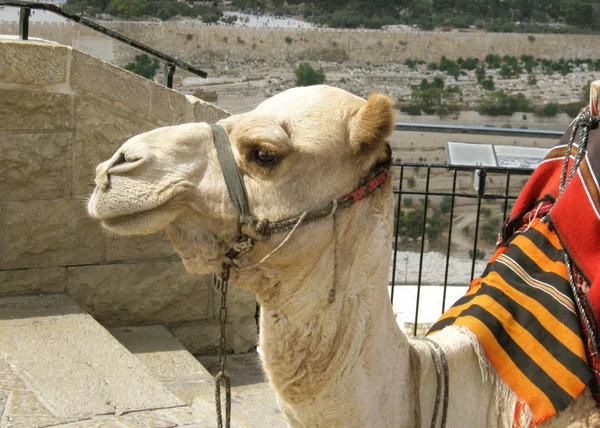 Kamel Strandpromenaden För Pilgrimer Och Turister Affärer Rolig Närbild Huvud — Stockfoto