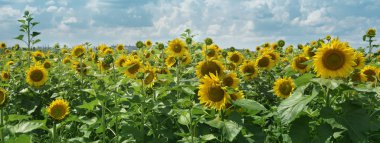 Ayçiçeği mavi gökyüzü bulutlu karşı alanıyla. Kopya alanı ile panoramik web banner.