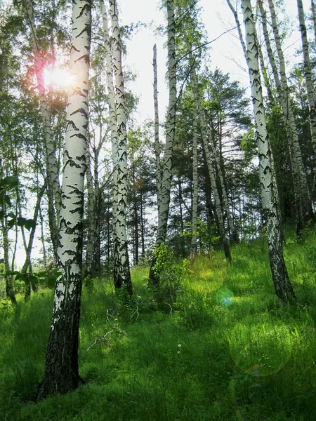 Birch Grove Através Dos Troncos Das Árvores Romper Raios Sol — Fotografia de Stock