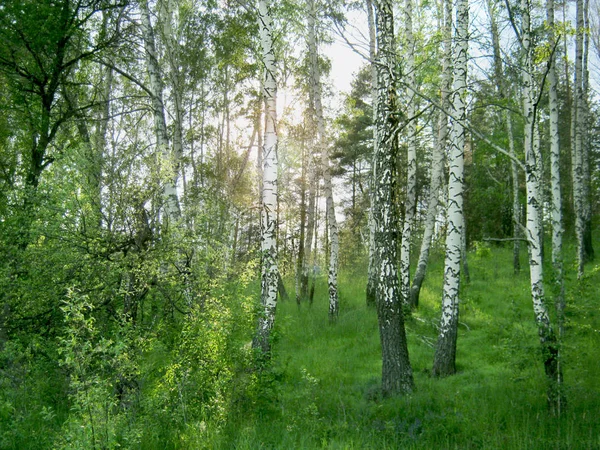 Birch Grove Através Dos Troncos Das Árvores Romper Raios Sol — Fotografia de Stock
