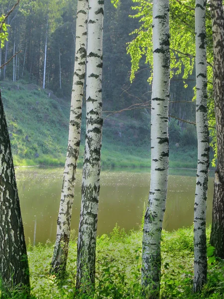 Unga Björkar Stranden Skogssjö Klar Sommardag Vertikal Orientering — Stockfoto