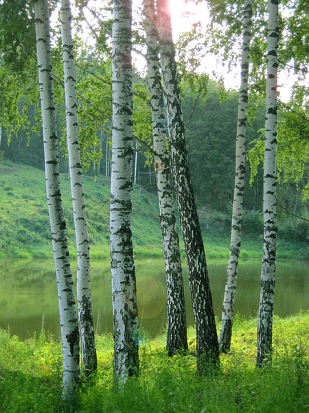 Unga Björkar Stranden Skogssjö Klar Sommardag Vertikal Orientering — Stockfoto