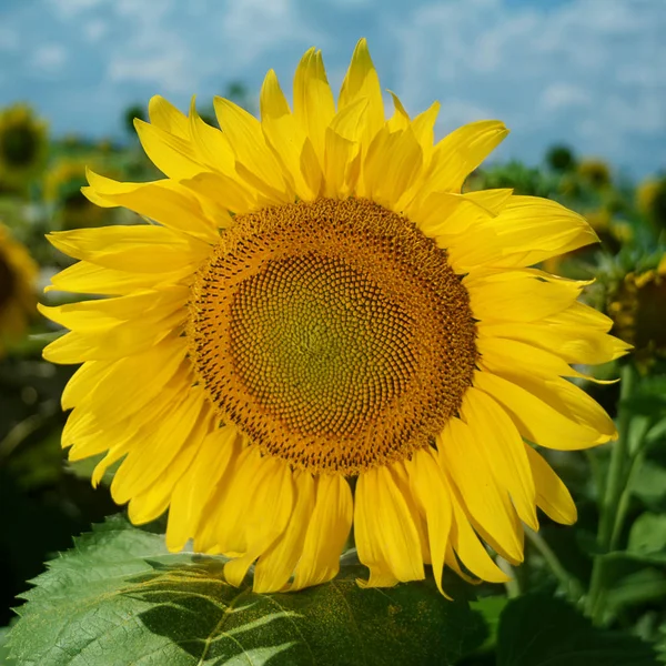 A flower of a sunflower against a background of green foliage and the blue sky.A square banner.