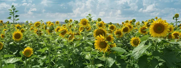 Field with sunflowers against a blue sky with clouds.Panoramic web banner with copy space.