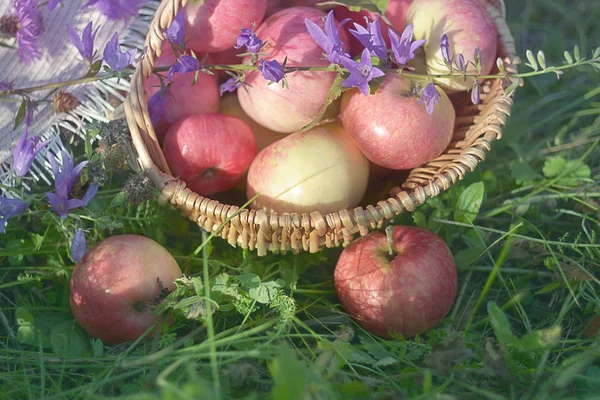 Panier Osier Avec Pommes Rouges Fleurs Sauvages Lilas Sur Herbe — Photo