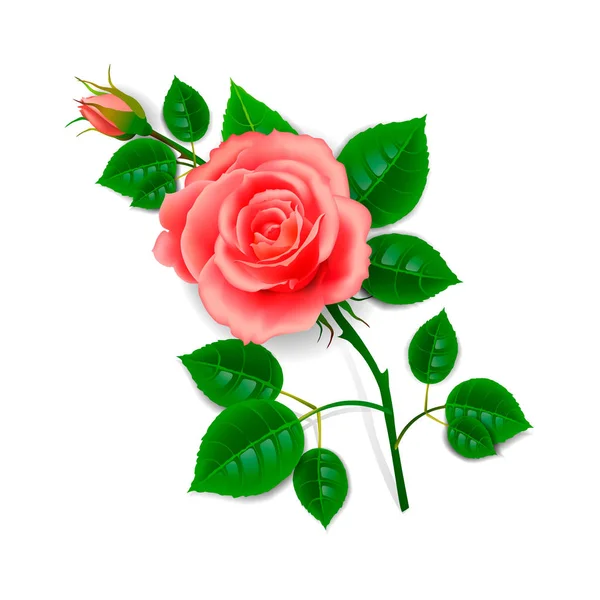 Όμορφο τριαντάφυλλο ρεαλιστικό σε ένα μίσχο με ένα μπουμπούκι σε λευκό φόντο. — Διανυσματικό Αρχείο
