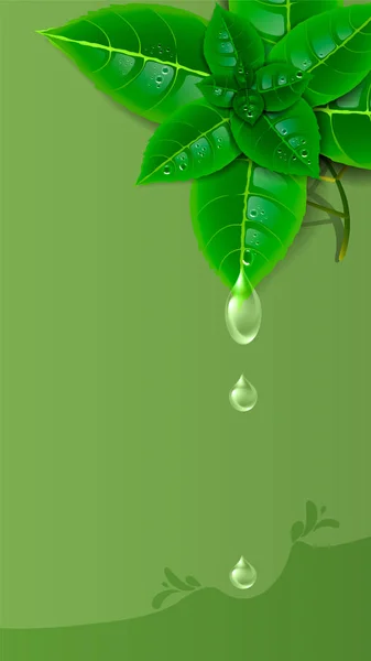 Sprig of fresh mint with drops on a green background. Wallpaper for the screen. — Stock Vector