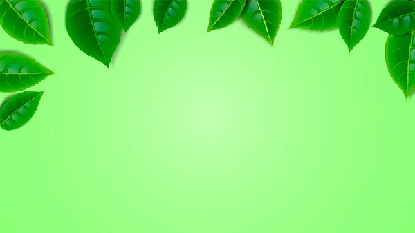 Moldura de folhas de hortelã fresca no fundo verde. Papel de parede para a tela . — Vetor de Stock