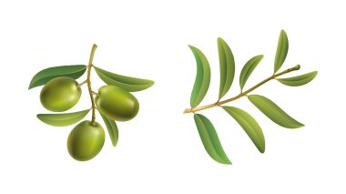 Beyaz arka planda yeşil zeytin dalları. 
