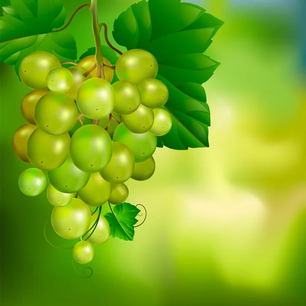 Hermoso racimo de uvas sobre un fondo verde borroso . — Vector de stock