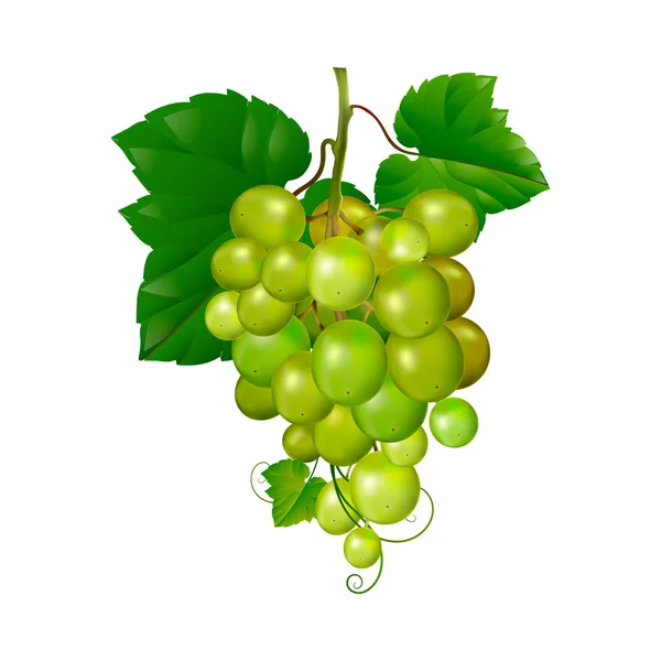 Hermoso racimo de uvas sobre un fondo blanco . — Vector de stock