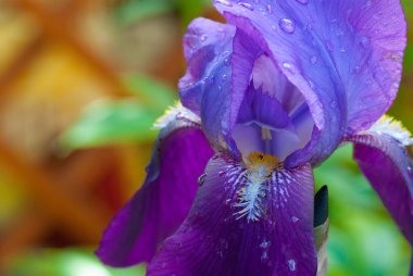 Güzel mor çiçek açan Iris 