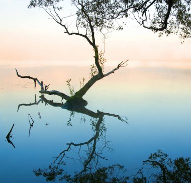 Sabah puslu yatay yansıması ile nehrin yanında. Moskova Bölgesi. Rusya.