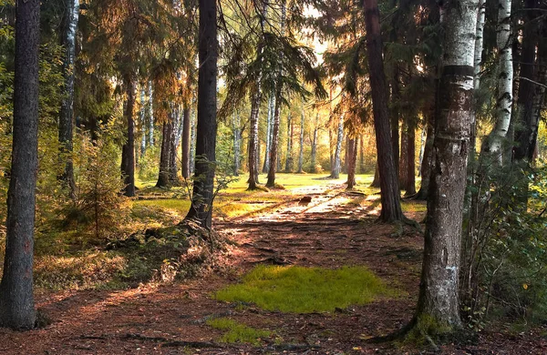 Güneşli bir ormandaki sabah manzara. Moskova Bölgesi. Rusya.