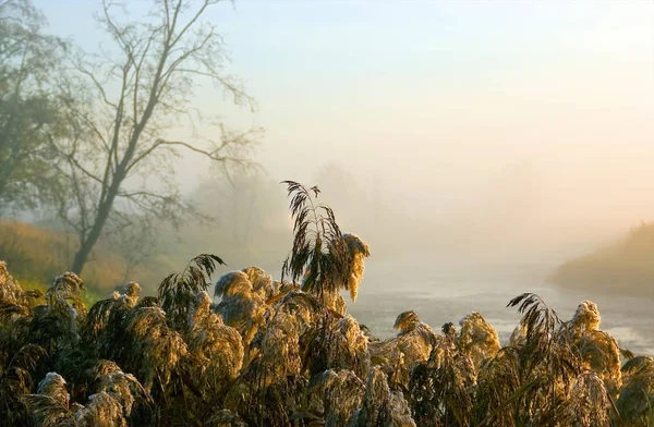Τοπίο Ομίχλη Πρωί Από Νερό Ρωσία — Φωτογραφία Αρχείου