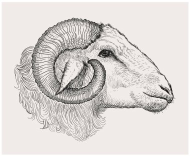 Ram head, graphic vector hand drawn illustration clipart