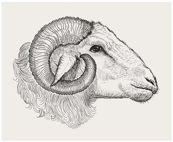 Ram Head Graphic Vector Hand Drawn Illustration — Stock Vector