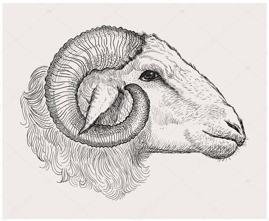 Ram head, graphic vector hand drawn illustration