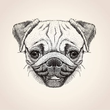 Dog Head'a pug, çizilen illüstrasyon, şirin pug köpek portre ver.