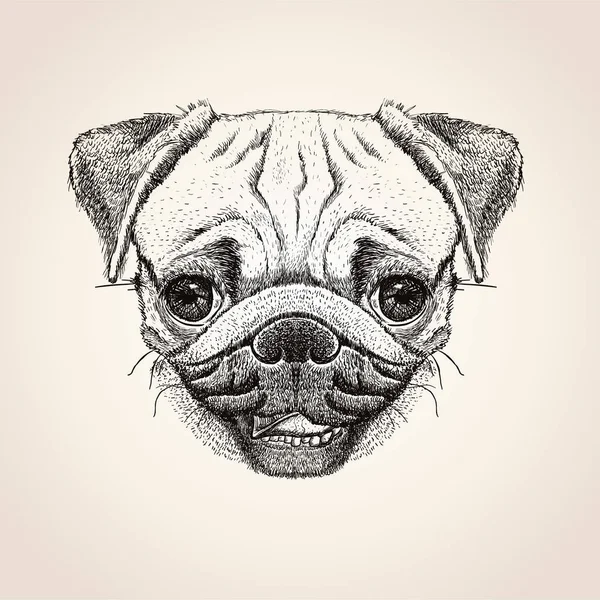 Pug dog hoofd, met de hand getekende illustratie, schattige pug dog portret — Stockvector