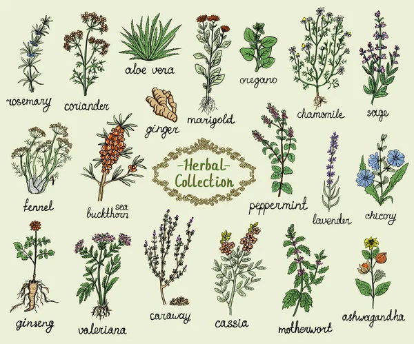 Medicine herbs collection, hand drawn doodle illustration — Stock Illustration Medicine herbs collection, hand drawn doodle illustration Stock Vector