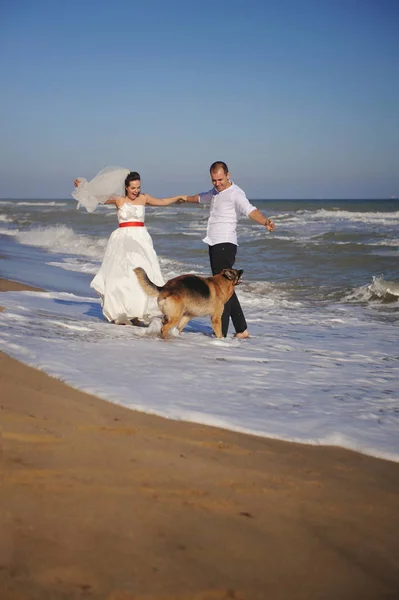 Молодая пара празднует брак на открытом воздухе со своей немецкой овчаркой — стоковое фото