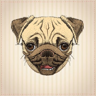 Pug köpek grafik portre