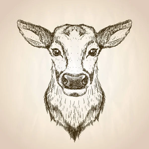 Dibujo gráfico de ciervos hembra retrato ilustración, vista frontal — Vector de stock