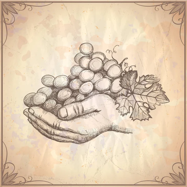 Mão segurando cacho de uvas, ilustração gráfica desenhada à mão — Vetor de Stock
