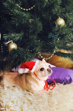 Noel Baba şapkalı genç bej renkli chihuahua köpeği Noel ağacının altında poz veriyor.