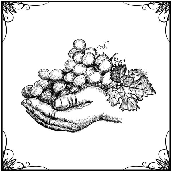 Hand Holding Bunch Grapes Hand Drawn Graphic Vector Illustration — Stock Vector