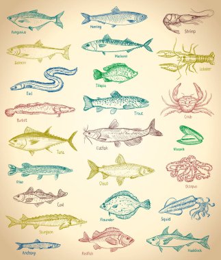 Balık ve deniz ürünleri el çizimi, eski kağıt arkaplanlı grafik çizimi