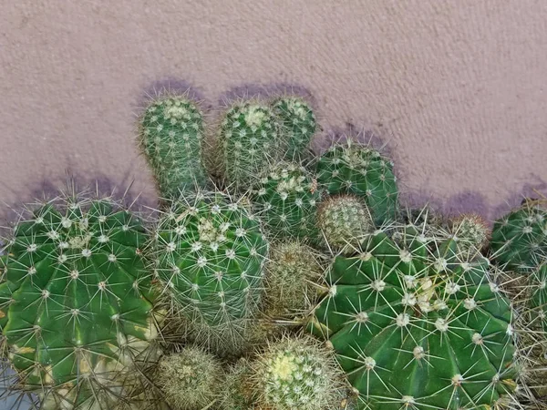 Grupo Cactos Sobre Fondo Rosa Flores Con Espacio Copia — Foto de Stock