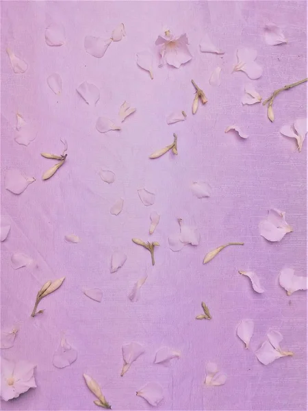 ดอกไม้สีขาว, โอเลนเดอร์ — ภาพถ่ายสต็อก