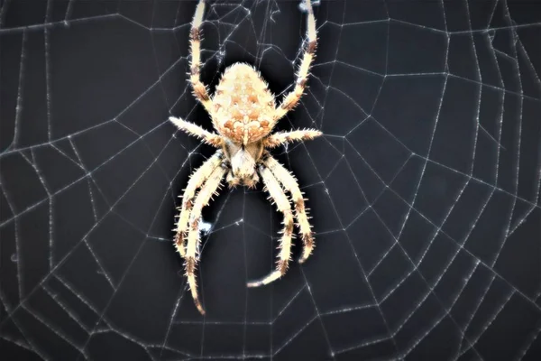 Araña de la Cruz Europea (Araneus Diadematus) En Web . —  Fotos de Stock