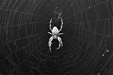 Avrupa çapraz örümcek (Araneus Diadematus) Web üzerinde 