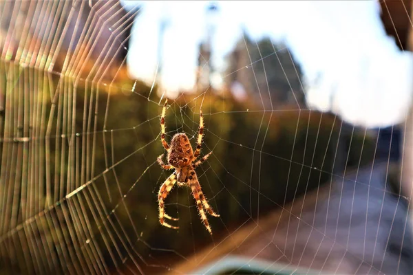European Cross Spider (Araneus Diadematus) On Web. — Stock Photo, Image