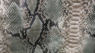 Yılan arka plan cilt. Yakın çekim.