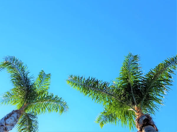 Palmiers contre le ciel bleu. — Photo