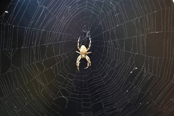 Avrupa çapraz örümcek (Araneus Diadematus) Web üzerinde. — Stok fotoğraf