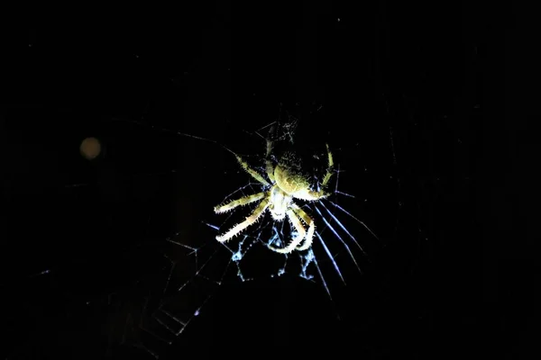 Avrupa Çapraz Örümcek Araneus Diadematus Web Üzerinde — Stok fotoğraf
