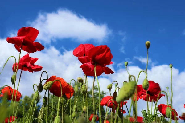 Röda vallmo blommor närbild över blå himmel — Stockfoto