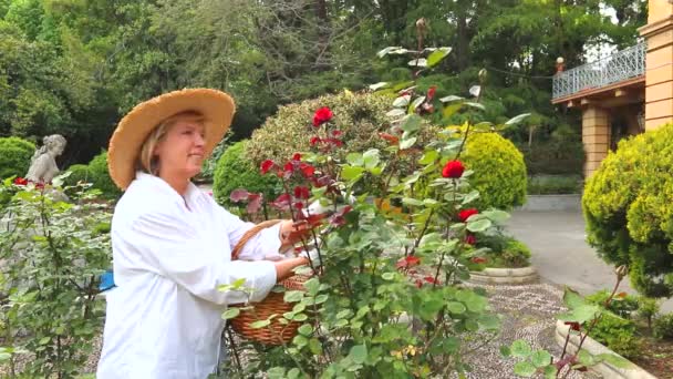 Mulher Idosa Envolvida Jardinagem Rosas Rosa Com Tesoura Nas Mãos — Vídeo de Stock